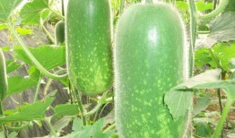 必吃大瓜今日大瓜 c朝阳群众,必吃大瓜今日大瓜背后的风云故事